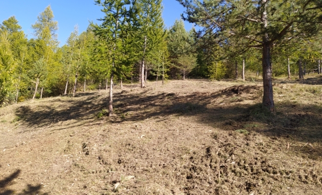 Débroussaillage, dépressage, Embrun, Pierre Bois & Jardins